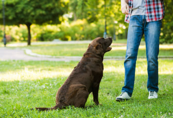 Què és exactament un ensinistrador de gossos?