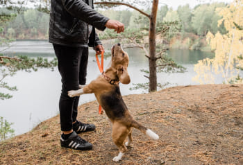 Ensinistrament caní i residència canina a Berga