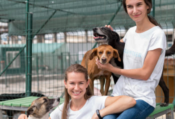 Què són exactament els grups de treball amb gossos?