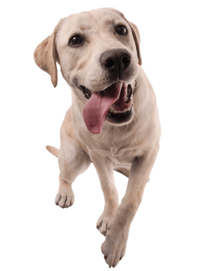 Quan necessites un lloc segur: La residència canina