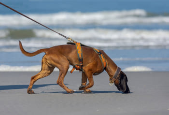 Què és el mantrailing?