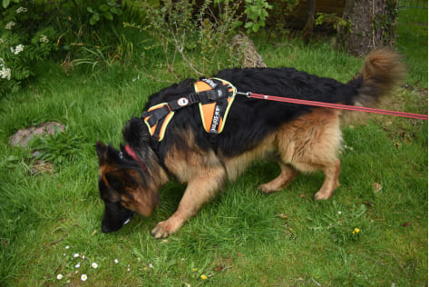 Descobreix el Mantrailing a Dog Solutions