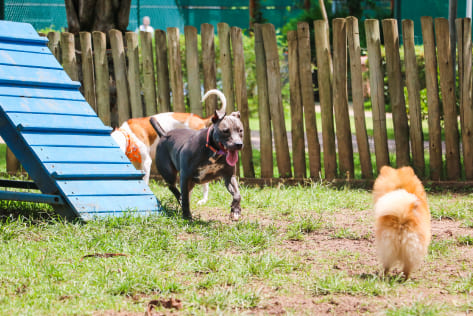 Preparat perquè el teu gos gaudeixi de la seva residència canina?