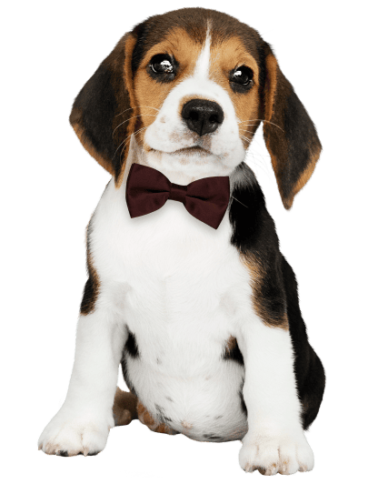 Què és un servei d'educació canina?