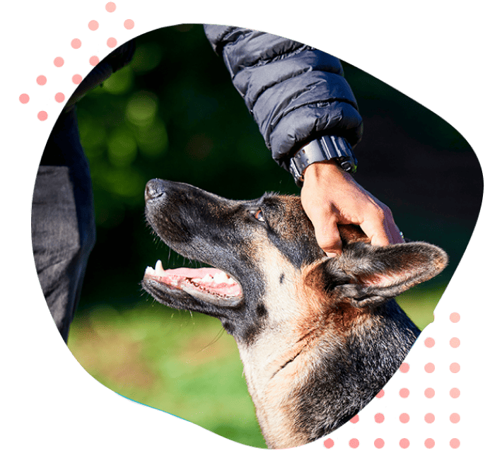 Què aprèn el meu gos en els serveis d'educació canina de Dog Solutions?