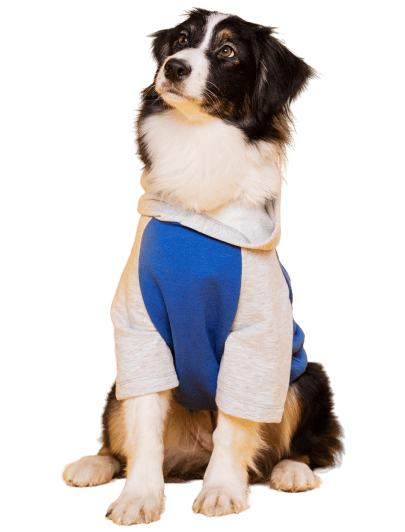 Ensinistrament caní i residència canina a Vic amb Dog Solutions
