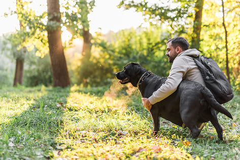 Dog Solutions és la teva millor opció a Vic