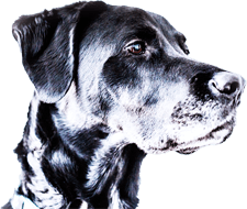 Dog Solutions