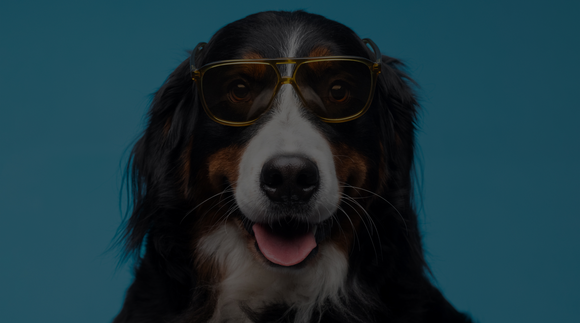 Serveis d'educació canina