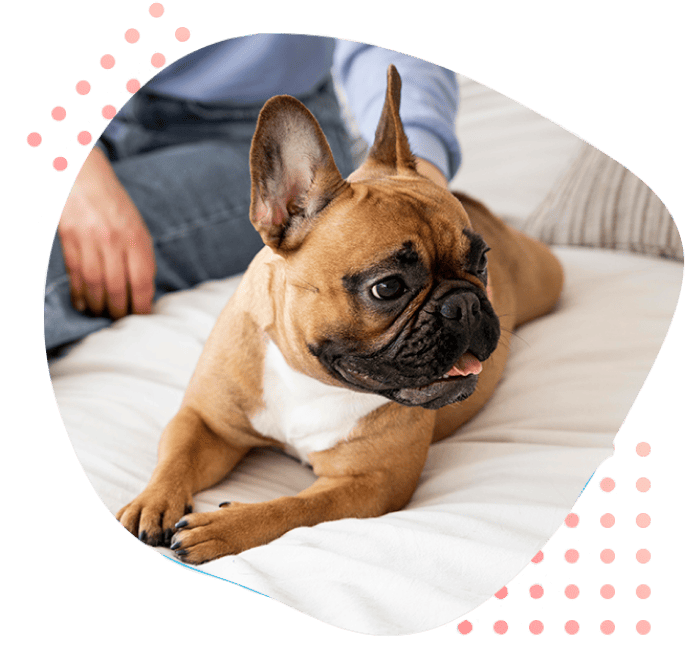 Benvinguts a Dog Solutions