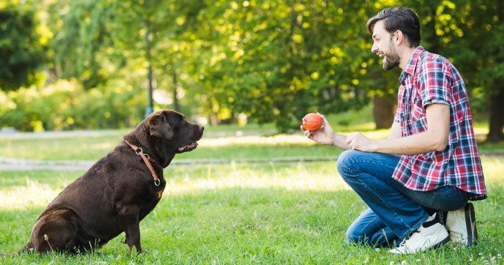 Residència de dia canina i educació a Puigcerdà