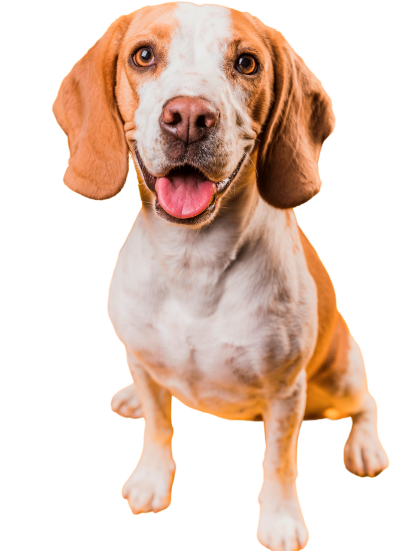 Educació canina a Puigcerdà