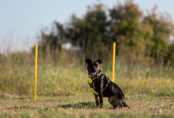 Residència de dia canina i educació a Puigcerdà