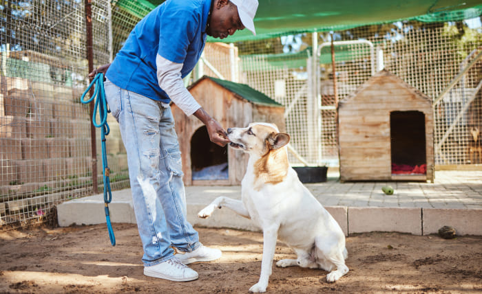 Llar d'infants canina